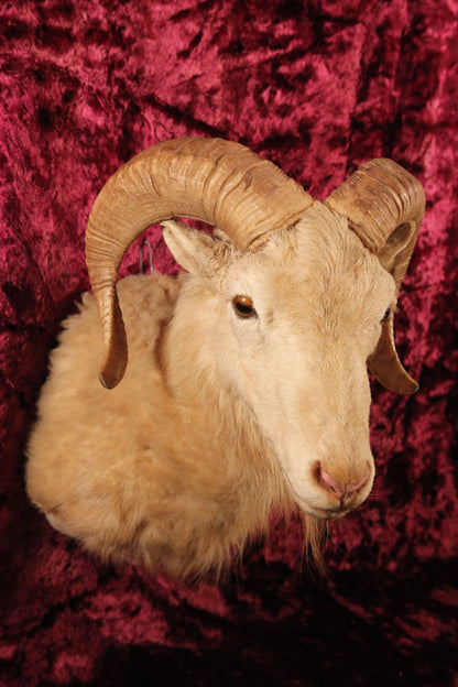 Vintage Dahl Ram Mountain Sheep Goat Taxidermy Shoulder Mount