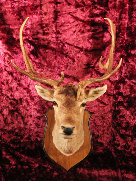 Vintage Fallow Deer Taxidermy Shoulder Mount, 1978