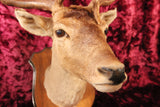 Vintage Fallow Deer Taxidermy Shoulder Mount, 1978