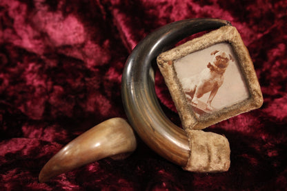 Odd Antique Folk Art Horn Taxidermy Frame with a Photo of a Pug Dog