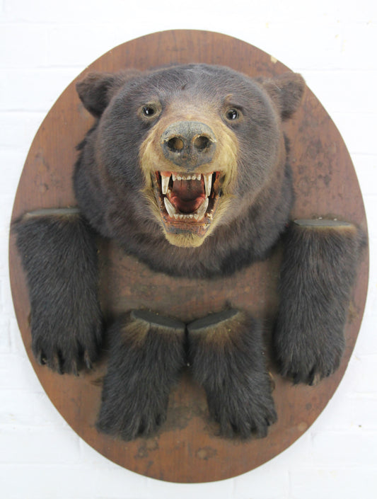 Victorian Black Bear Taxidermy Mount with Paws on Wood Shield