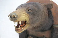 Victorian Black Bear Taxidermy Mount with Paws on Wood Shield