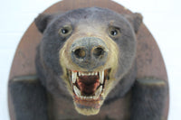 Victorian Black Bear Taxidermy Mount with Paws on Wood Shield