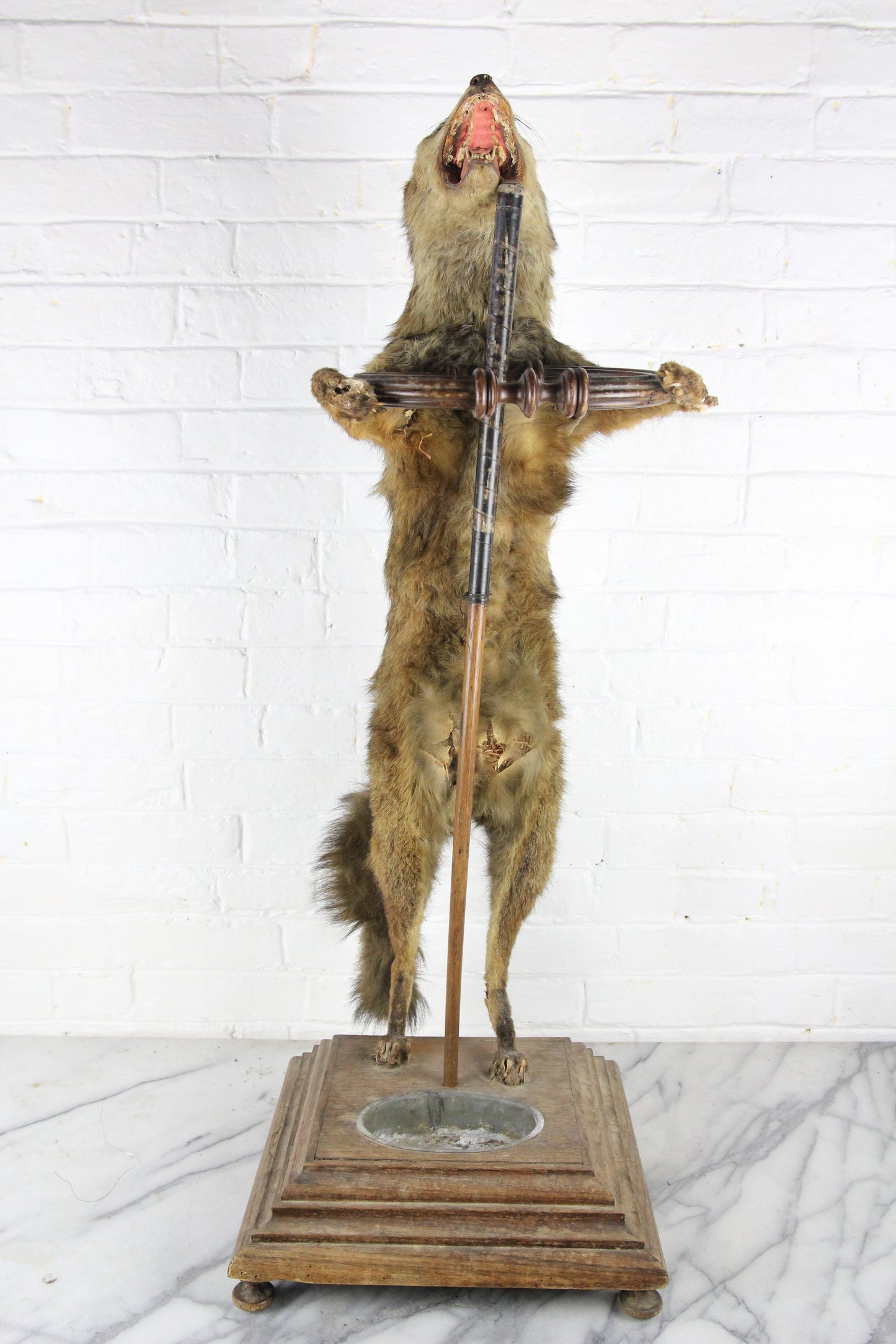 Victorian Fox Taxidermy Full Body Mount Umbrella & Cane Stand