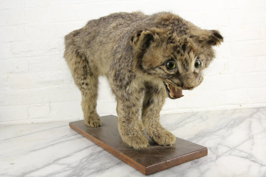 Vintage Bobcat Taxidermy Full Body Mount on Wood Base