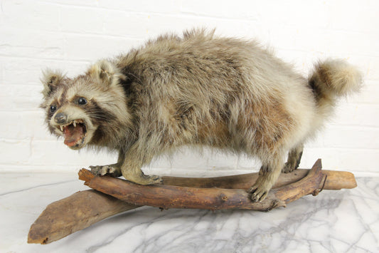 Vintage Raccoon Taxidermy Full Body Mount on Wood Logs