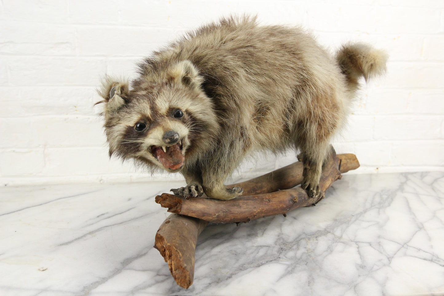 Vintage Raccoon Taxidermy Full Body Mount on Wood Logs