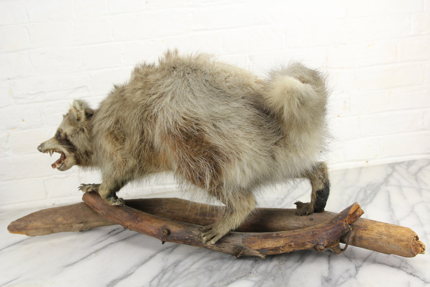 Vintage Raccoon Taxidermy Full Body Mount on Wood Logs