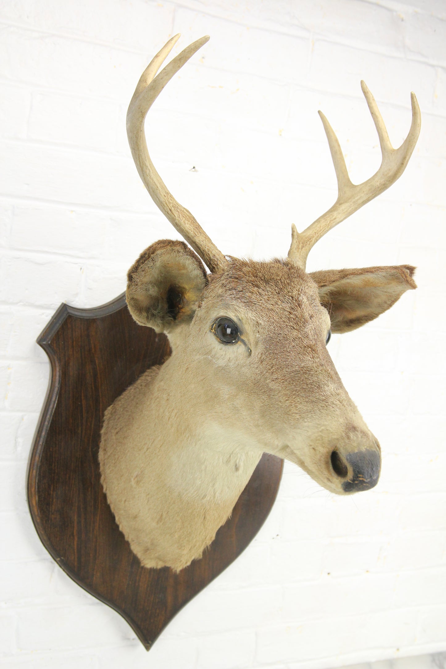 Antique Whitetail Deer 6-Point Buck Taxidermy Mount on Wood Shield