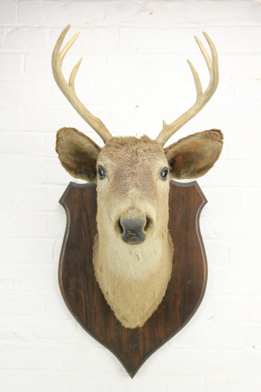 Antique Whitetail Deer 6-Point Buck Taxidermy Mount on Wood Shield