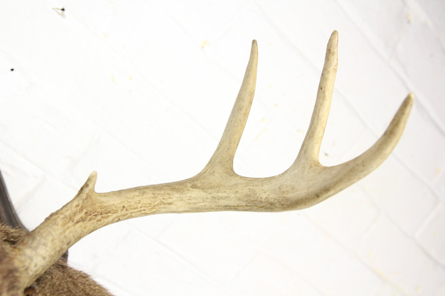 Antique Whitetail Deer 6-Point Buck Taxidermy Mount on Wood Shield