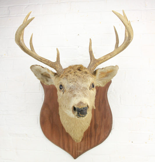 Antique Whitetail Deer 8-Point Buck Taxidermy Mount on Wood Shield