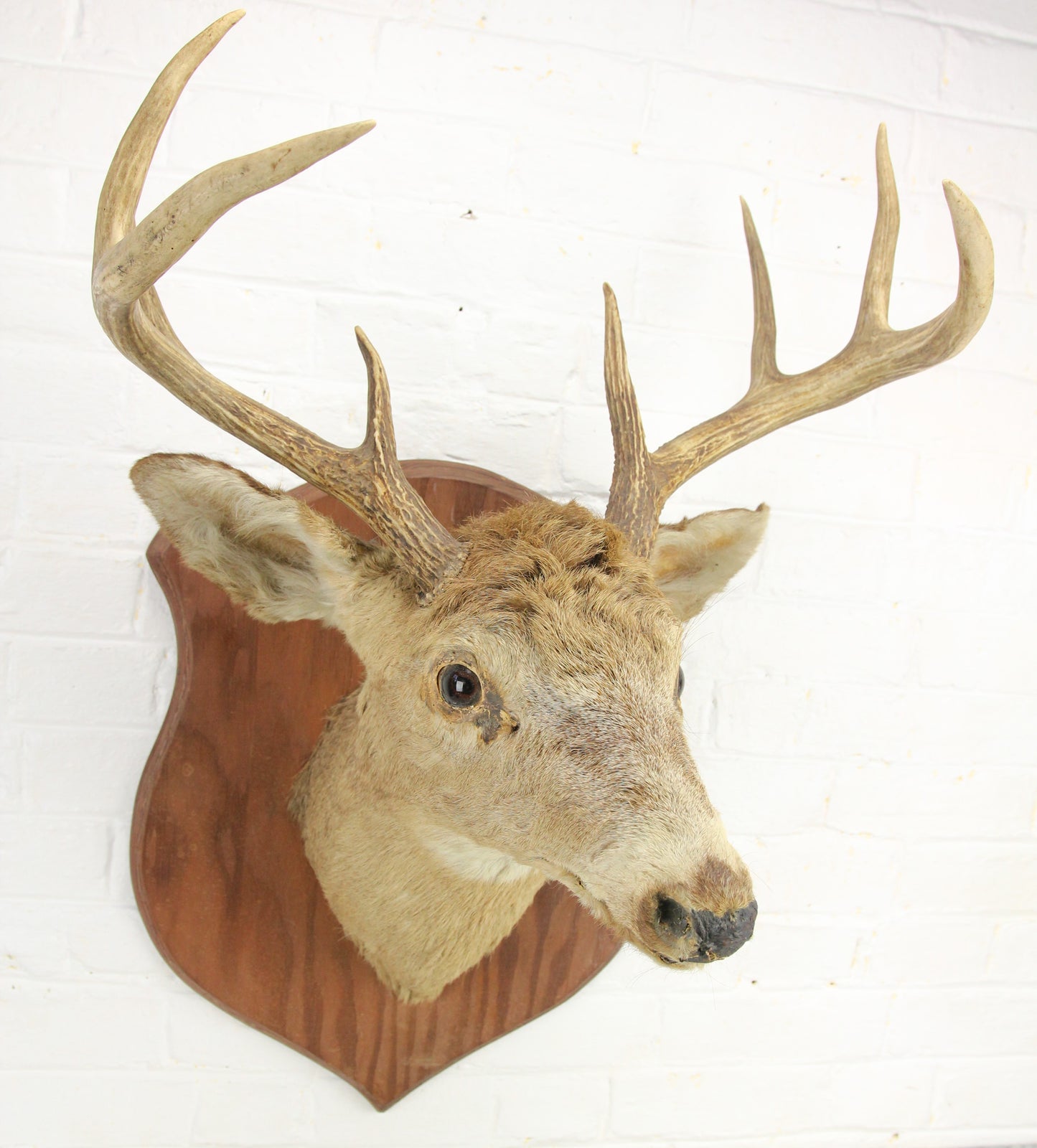 Antique Whitetail Deer 8-Point Buck Taxidermy Mount on Wood Shield