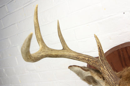 Antique Whitetail Deer 8-Point Buck Taxidermy Mount on Wood Shield