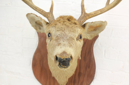 Antique Whitetail Deer 8-Point Buck Taxidermy Mount on Wood Shield