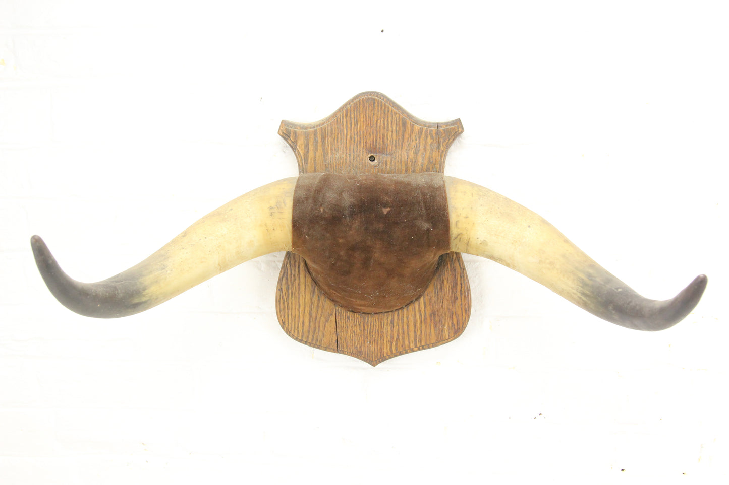 Antique Bull Horn Taxidermy Mount on Wood Shield - 19" Span