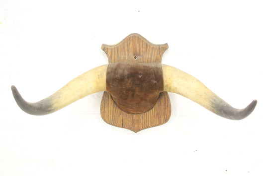 Antique Bull Horn Taxidermy Mount on Wood Shield - 19" Span