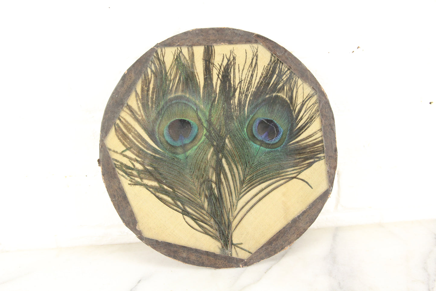 Peacock Feather Encased in Round Glass