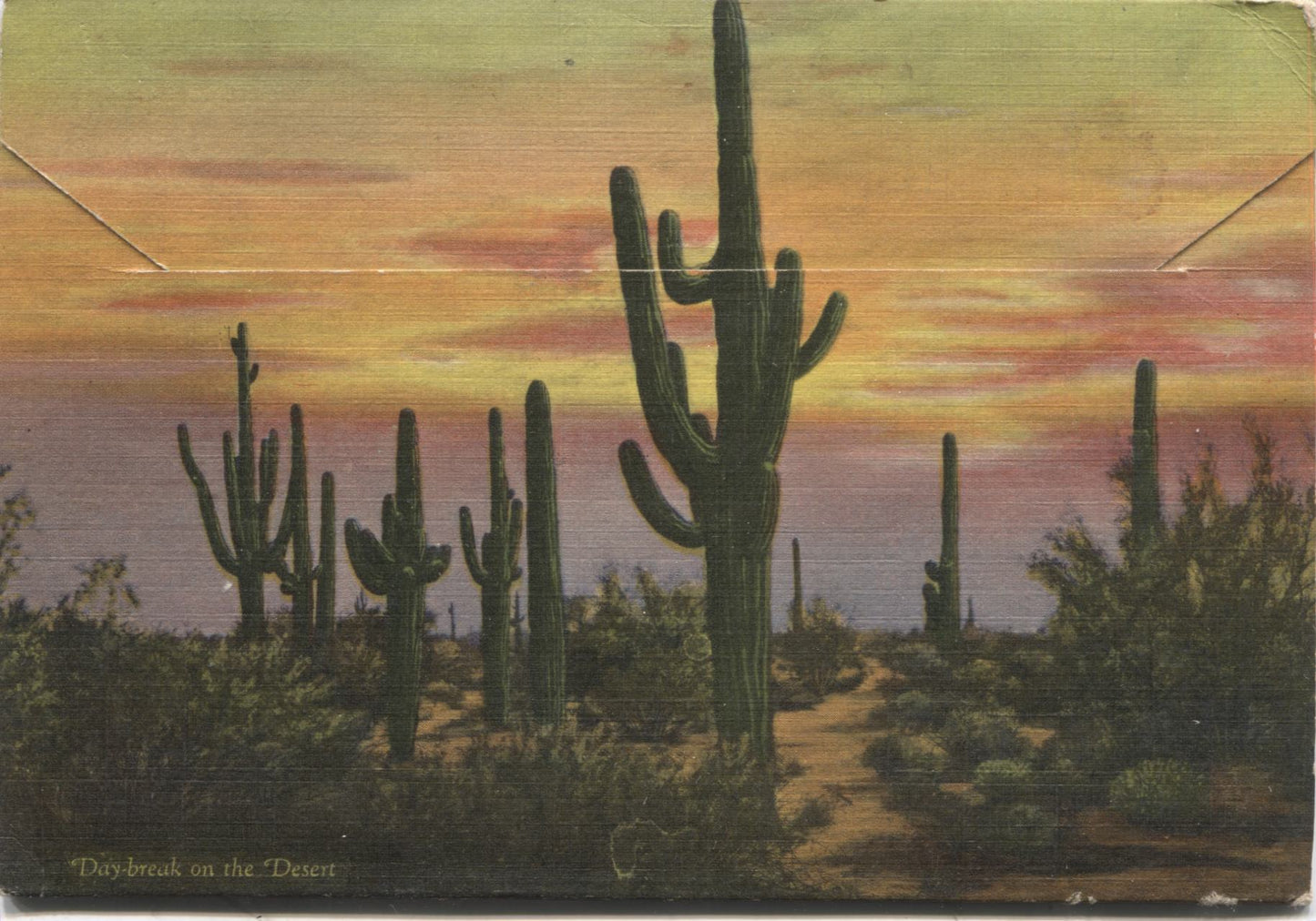 The Beauties of the Desert Cacti & Flora Vintage Souvenir Postcard Folder
