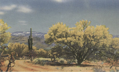 The Beauties of the Desert Cacti & Flora Vintage Souvenir Postcard Folder