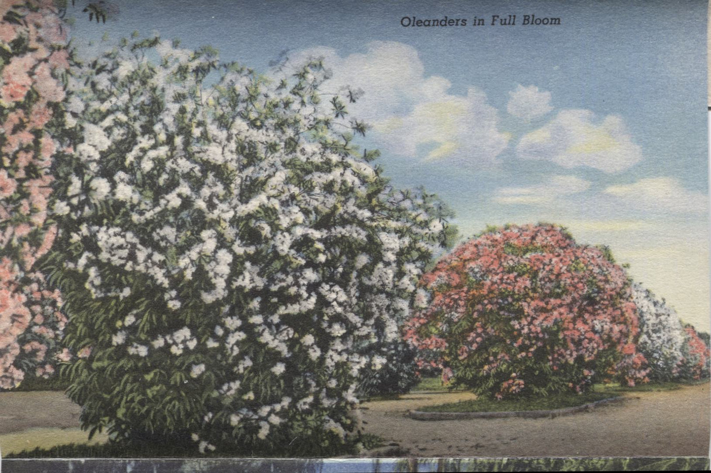 Florida Flowers Vintage Souvenir Postcard Folder