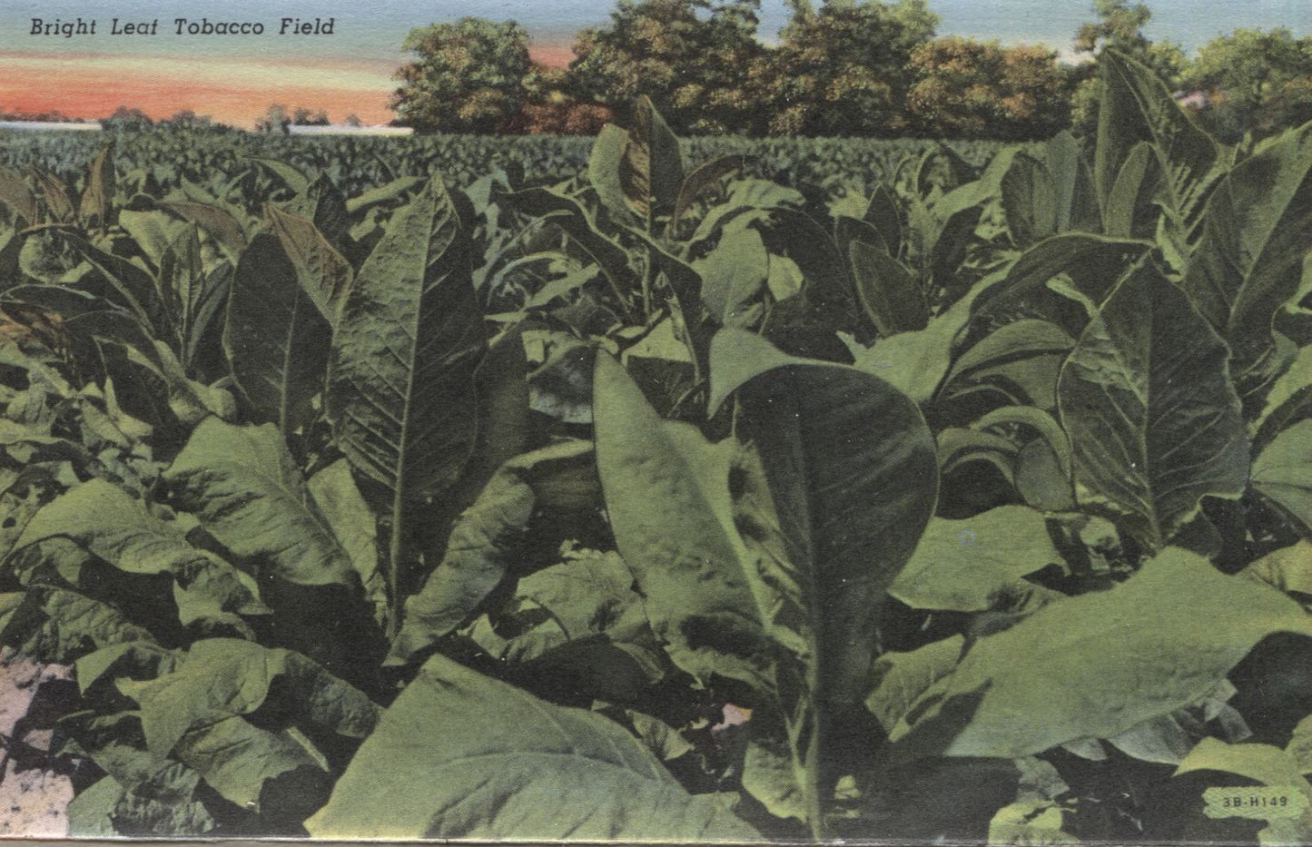 Tobaccoland Vintage Souvenir Postcard Folder